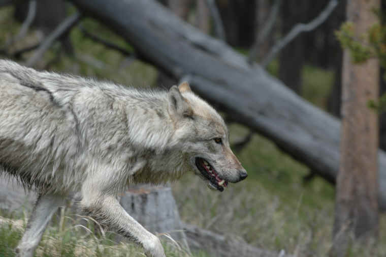 Wolf Huffing And Puffing